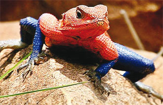 Illustration for article titled Your Sunday Night Lizard: Spiderman Agamas.